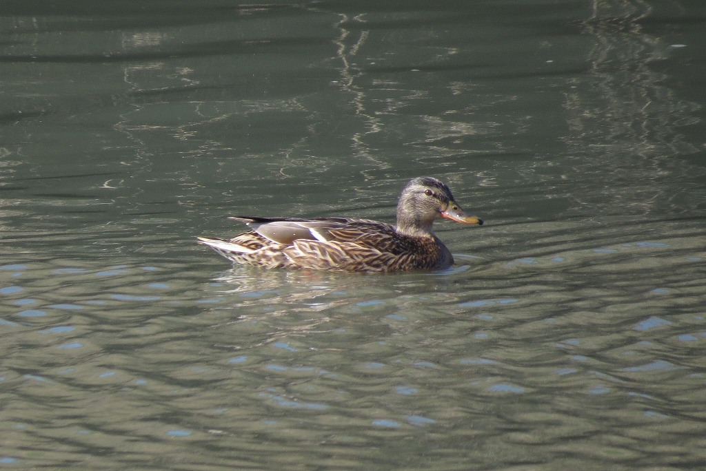 秋ヶ瀬周辺　森の鳥たち_c0313378_17411993.jpg