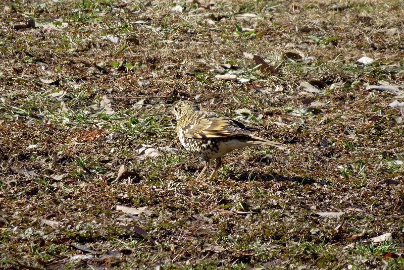 秋ヶ瀬周辺　森の鳥たち_c0313378_17412050.jpg