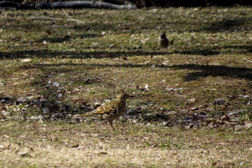 秋ヶ瀬周辺　森の鳥たち_c0313378_17412054.jpg