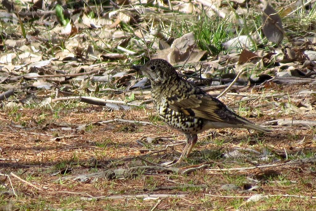 秋ヶ瀬周辺　森の鳥たち_c0313378_17412923.jpg