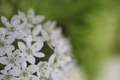 f0037378_17382141.gif