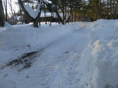 観測史上最高の積雪量となった雪の日 (その後)_d0133485_8434263.jpg