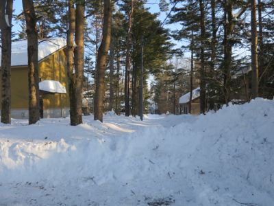 観測史上最高の積雪量となった雪の日 (その後)_d0133485_8435486.jpg