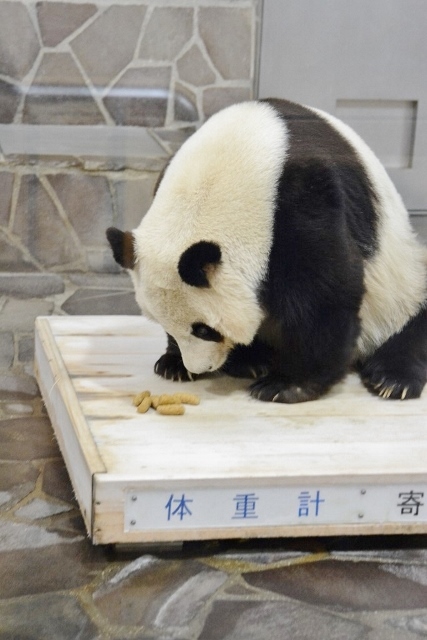 ２０１４年２月王子動物園１_a0052986_23221570.jpg