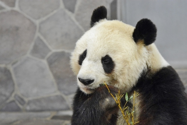 ２０１４年２月王子動物園１_a0052986_23231584.jpg