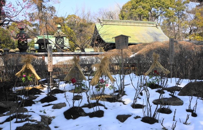 上野・東照宮ぼたん苑　5/5_b0093088_75187.jpg