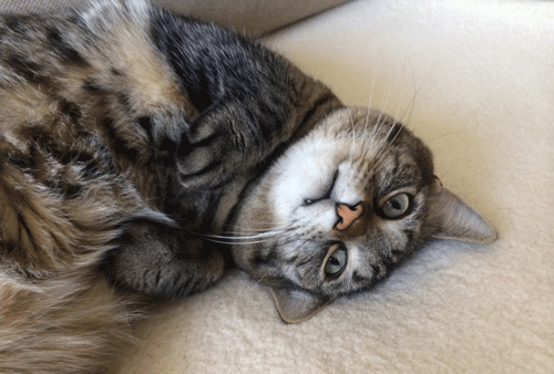 c0193788_9494683.gif