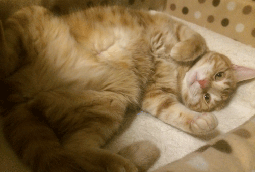 c0193788_952093.gif