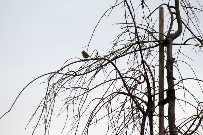 越谷レイクタウンの野鳥_a0127090_22325682.jpg