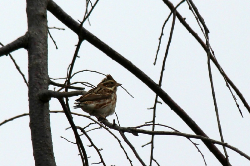 越谷レイクタウンの野鳥_a0127090_2234573.jpg