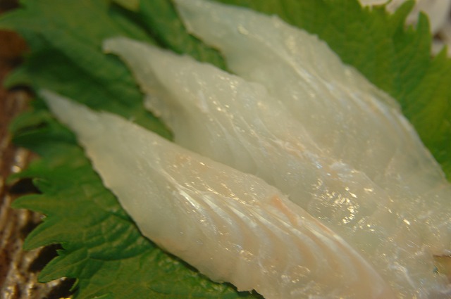 アカシタビラメ_d0268290_15381424.jpg