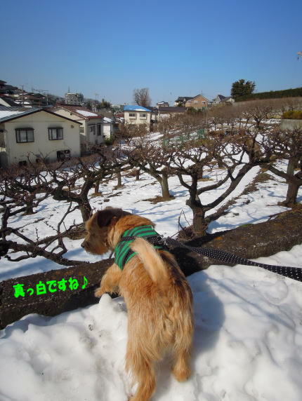 大雪後の梅の様子_a0157892_22234345.jpg