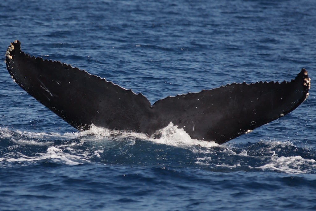 2/23 ザトウクジラ全島一斉調査結果_a0010095_21213551.jpg