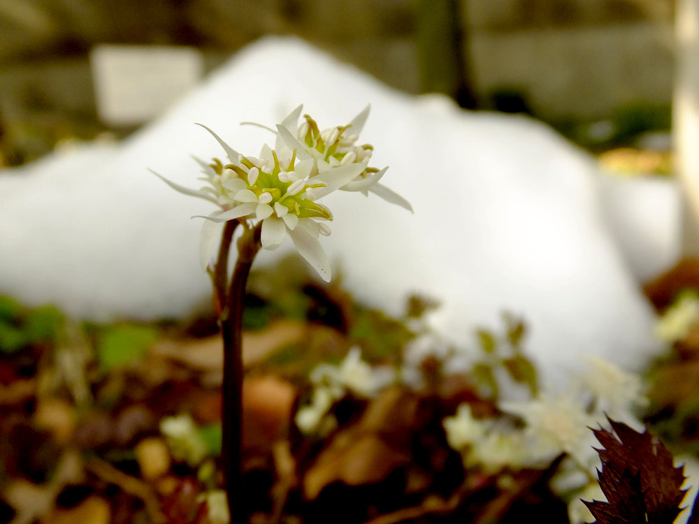 赤塚植物園　板橋区　東京都_a0078397_10220228.jpg