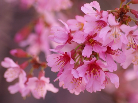 梅の花、咲いてた。_e0192702_15114875.jpg