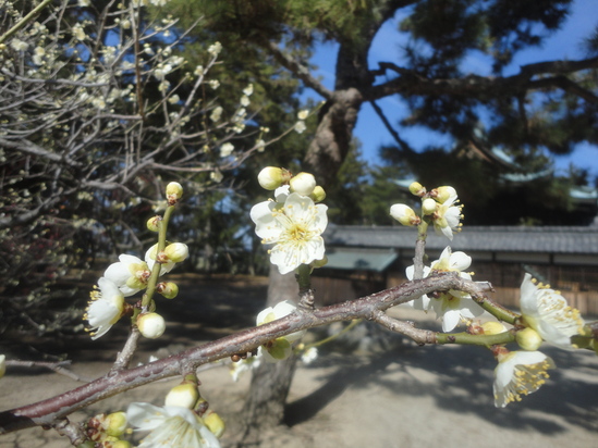 今治市の綱敷天満神社と志島ヶ原と梅林の様子…2016/1/10_f0231709_14391067.jpg