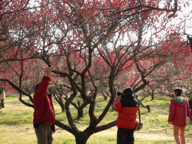 今治市の綱敷天満神社と志島ヶ原と梅林の様子…2016/1/10_f0231709_14443643.jpg