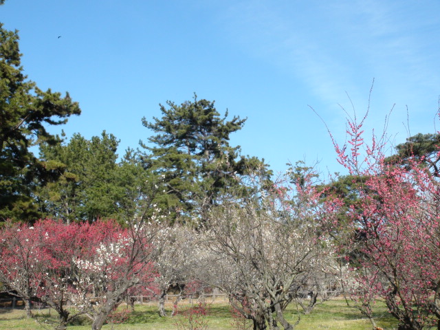 今治市綱敷天満宮梅林公園・志島ヶ原梅園2015…2015/2/24_f0231709_14455549.jpg