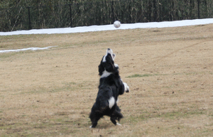 a0232619_1630357.gif