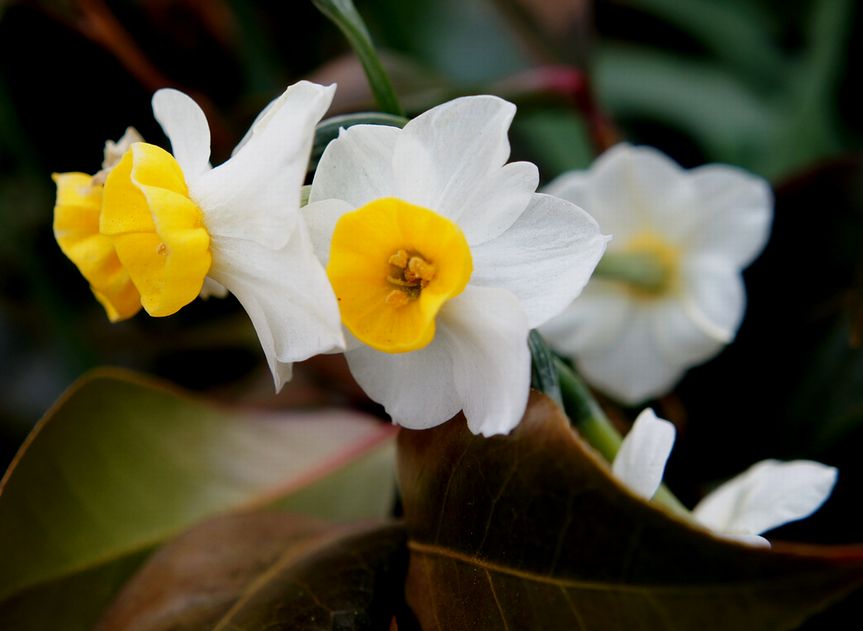 24/February  沈丁花の開花と日本水仙とスズカノセキ!?_e0149934_20233882.jpg