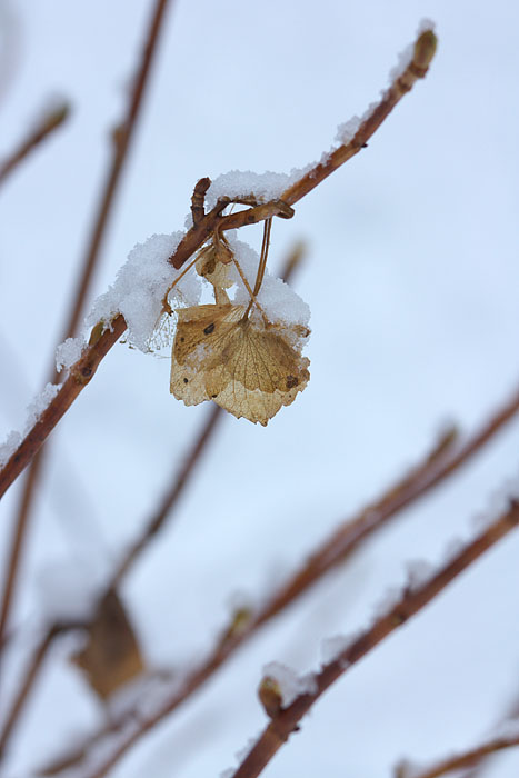 なごり雪_c0067040_23483331.jpg