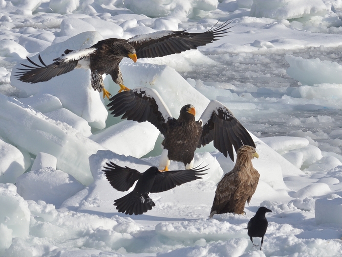 オオワシ（大鷲）/Steller\'s sea eagle_b0309841_2345167.jpg