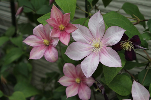 14年クレマチス配置計画3 My Clematis Diary