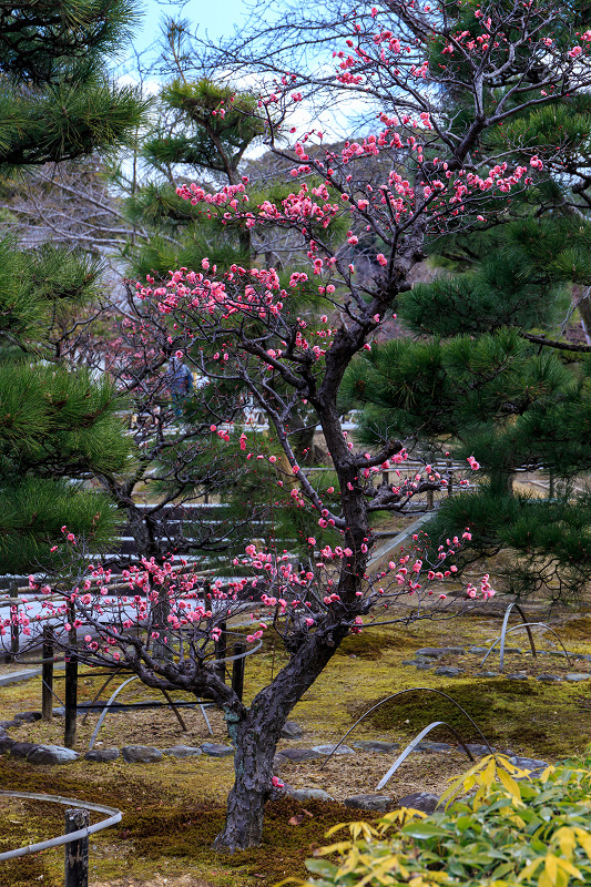 早春梅めぐり（智積院・法住寺・祇園白川）_f0155048_0332186.jpg