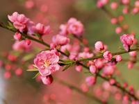 春の生徒募集と、お琴体験生の受付を開始いたします。_b0299052_2044912.jpg