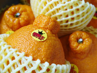 ここでしか買えない柑橘大特集!!　柑橘王「デコポン」、究極の柑橘「せとか」、幻の柑橘「麗紅」_a0254656_18465478.jpg