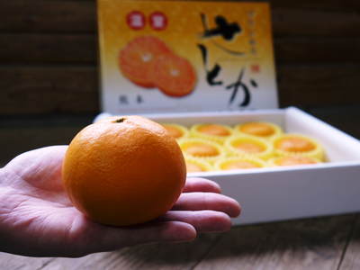 ここでしか買えない柑橘大特集!! 柑橘王「デコポン」、究極の柑橘「せとか」、幻の柑橘「麗紅」_a0254656_1918461.jpg