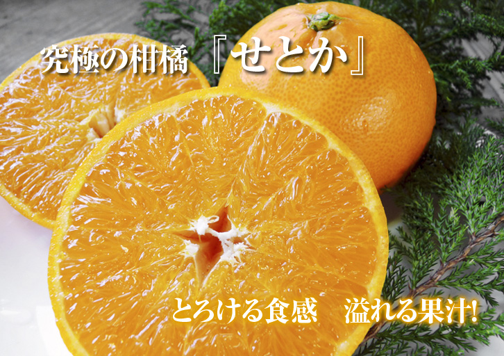 ここでしか買えない柑橘大特集!!　柑橘王「デコポン」、究極の柑橘「せとか」、幻の柑橘「麗紅」_a0254656_19233486.jpg