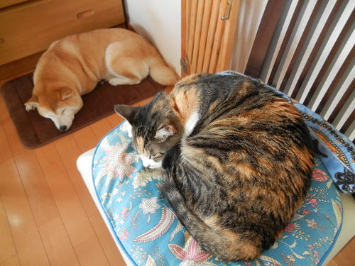 ’14,2,24(月)ソチ五輪の名残!_f0060461_10535250.jpg