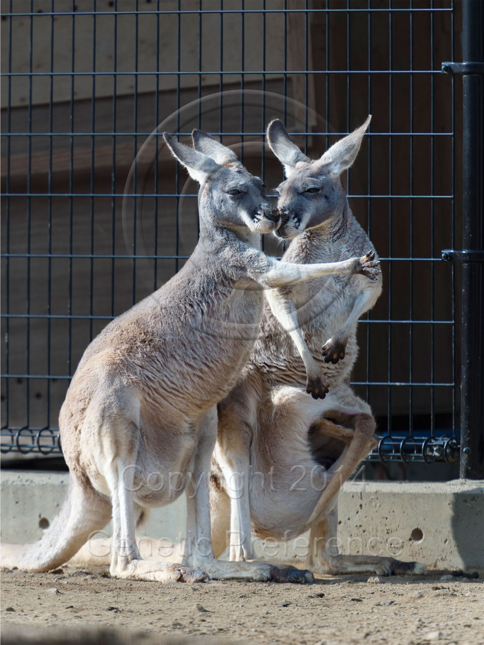 王子動物園2014.Feb. Vol.13_a0111162_15452528.jpg