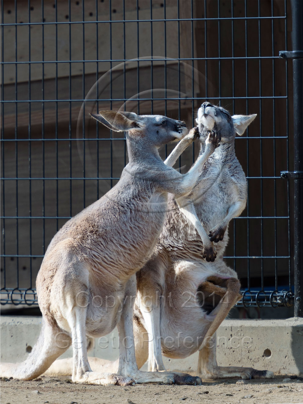 王子動物園2014.Feb. Vol.13_a0111162_15454445.jpg