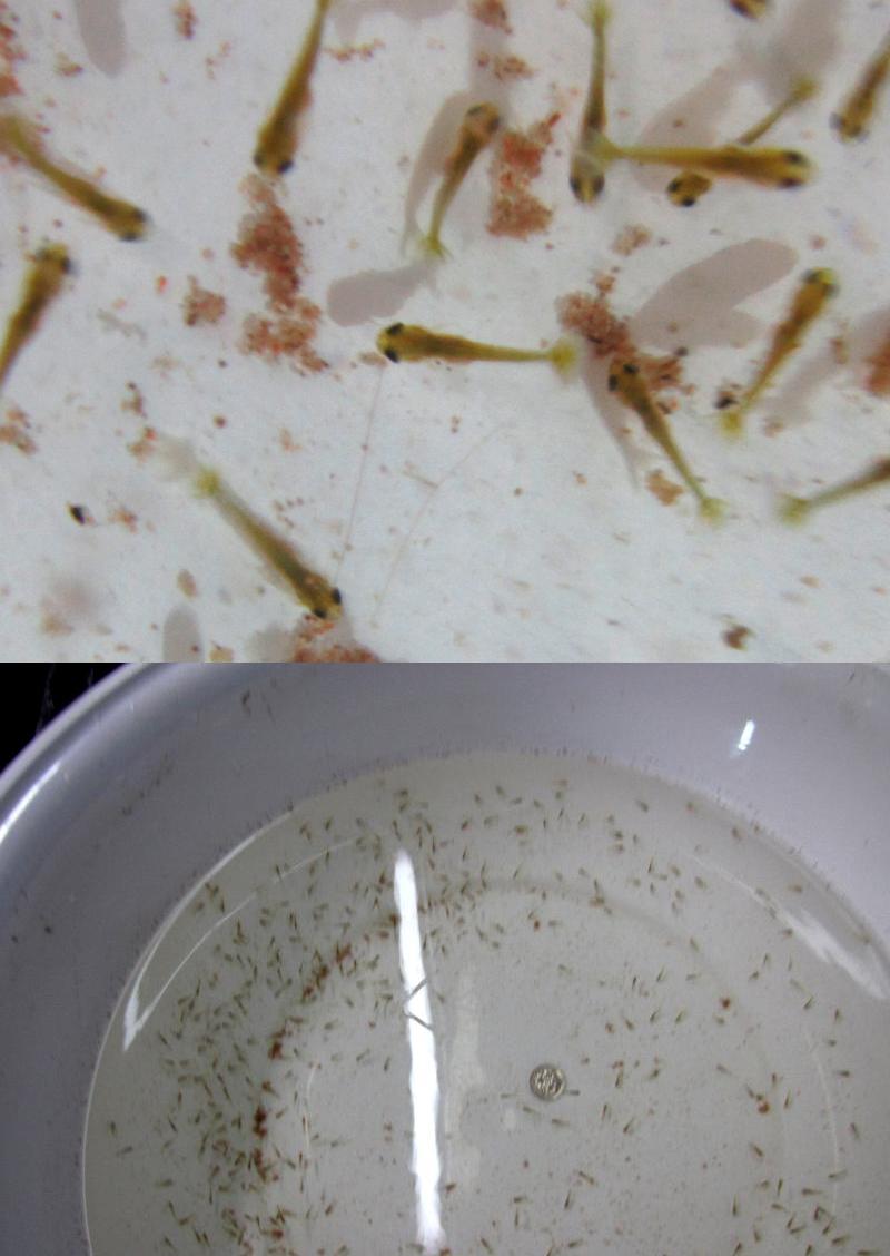 奇形 金魚一道ブログ