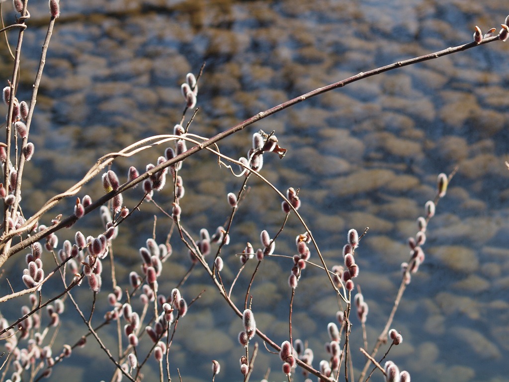 水辺で見られた猫柳 ネコヤナギ 自然風の自然風だより
