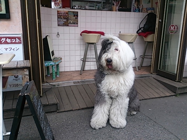 『クービーくん』『トマトバジルマフィン復活』_a0075684_0303987.jpg