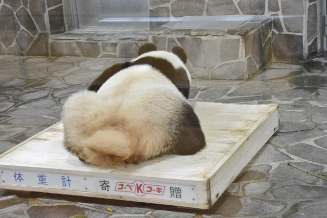 ２０１４年２月王子動物園１_a0052986_7244782.jpg