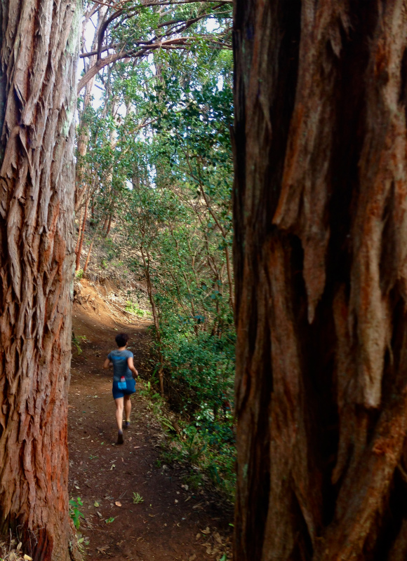 2014/01/22 Mountain Running Trip in Oahu of Hawaii Day.6 Aiea Loop Trail_b0220886_1012176.jpg