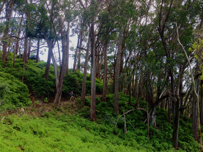 2014/01/22 Mountain Running Trip in Oahu of Hawaii Day.6 Aiea Loop Trail_b0220886_1013187.jpg