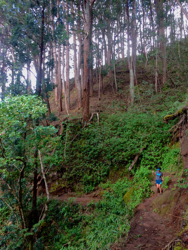 2014/01/22 Mountain Running Trip in Oahu of Hawaii Day.6 Aiea Loop Trail_b0220886_1014889.jpg