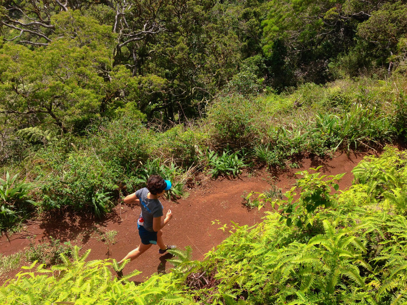 2014/01/22 Mountain Running Trip in Oahu of Hawaii Day.6 Aiea Loop Trail_b0220886_1021383.jpg