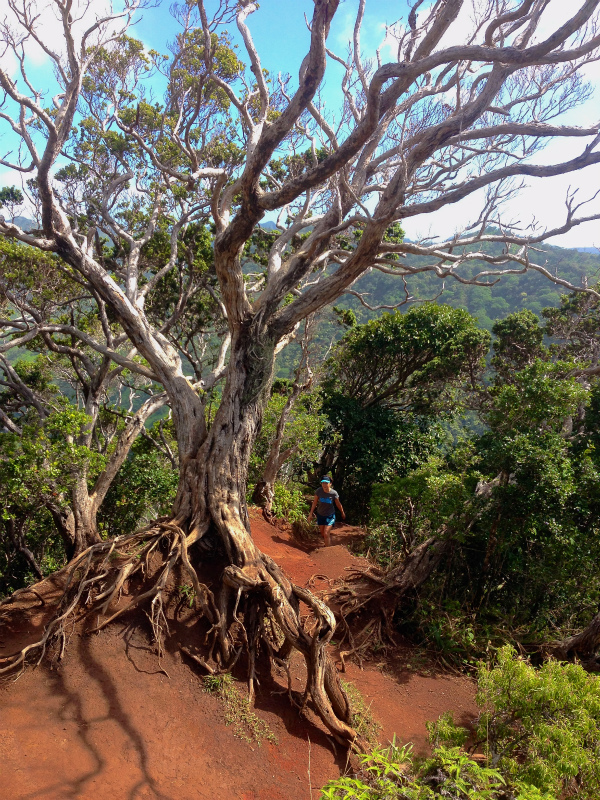 2014/01/22 Mountain Running Trip in Oahu of Hawaii Day.6 Aiea Loop Trail_b0220886_10222.jpg