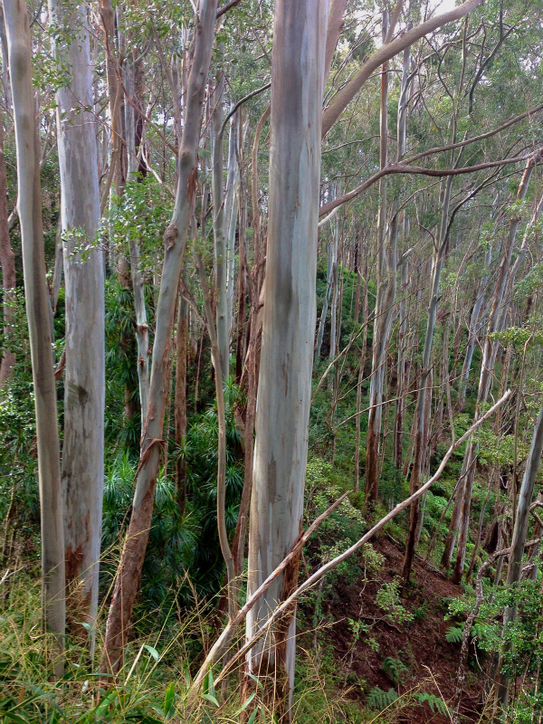 2014/01/22 Mountain Running Trip in Oahu of Hawaii Day.6 Aiea Loop Trail_b0220886_102286.jpg