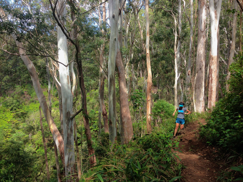2014/01/22 Mountain Running Trip in Oahu of Hawaii Day.6 Aiea Loop Trail_b0220886_1025732.jpg