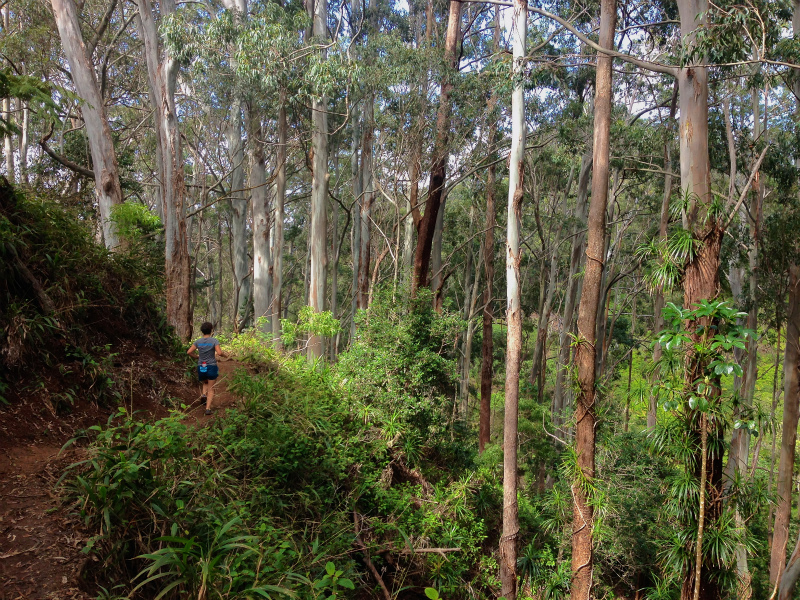 2014/01/22 Mountain Running Trip in Oahu of Hawaii Day.6 Aiea Loop Trail_b0220886_103135.jpg