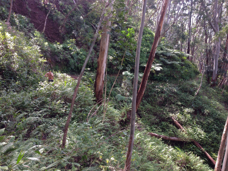 2014/01/22 Mountain Running Trip in Oahu of Hawaii Day.6 Aiea Loop Trail_b0220886_1032386.jpg