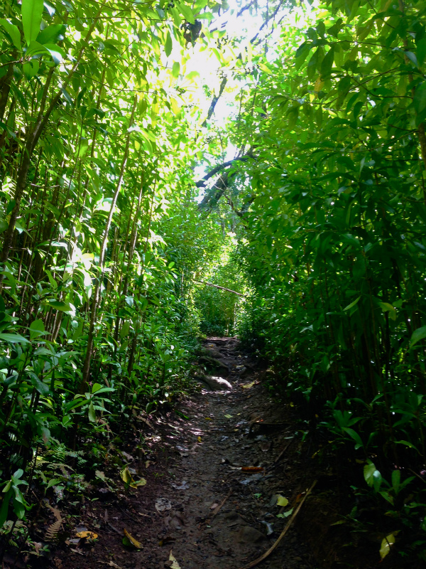 2014/01/22 Mountain Running Trip in Oahu of Hawaii Day.6 Aiea Loop Trail_b0220886_1033564.jpg