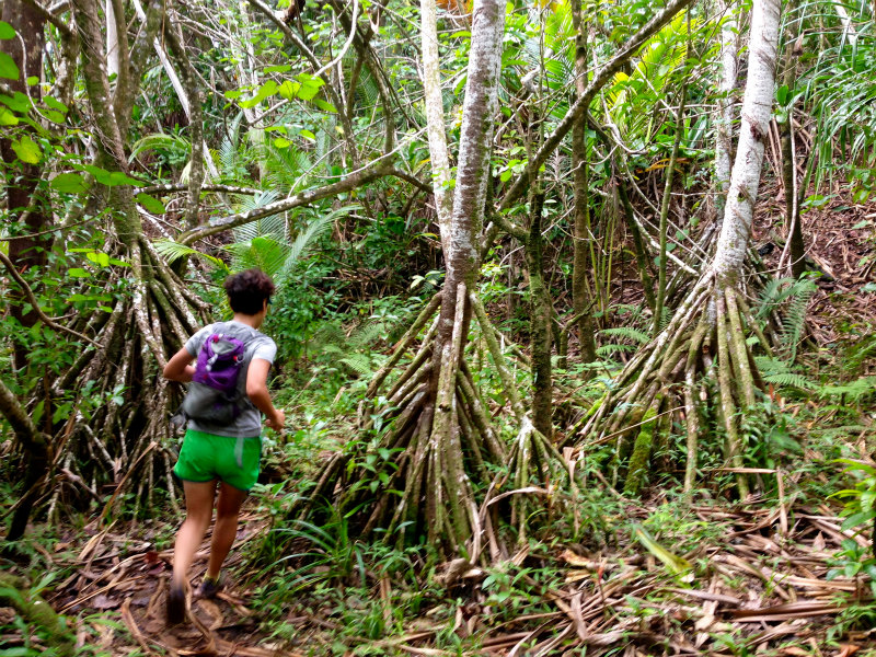 2014/01/23 Mountain Running Trip in Oahu of Hawaii Day.7  Nakoa Trail,Mt.Manamana_b0220886_1425283.jpg